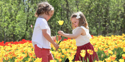 Two children in a field of tulips