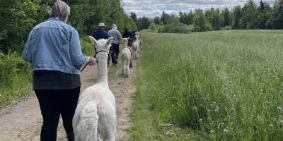 a woman walking with an alpaca