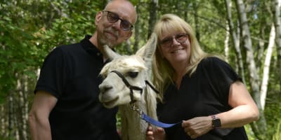 Alpagas du Domaine Poissant - Un homme, une femme et un alpaga