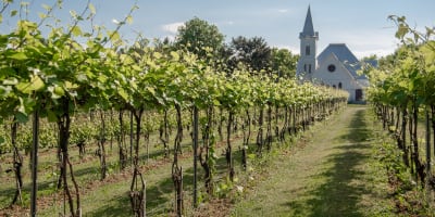 Domaine Amalgames - Une rangée de vignes s’étend vers une église blanche