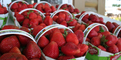 Fraisière Faucher - Strawberry baskets