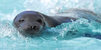 Aquarium du Quebec Package at Hotel Sépia
