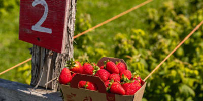 La Ferme Forget - Autocueillette de fraises