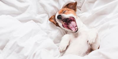 Le Gaspésiana - Dog lying on white sheets