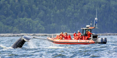 Mer et Monde Écotours - Croisière aux baleines - Whales watching boat tour