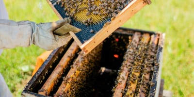 Miel Pur Délice - A beekeeper and a hive of bees