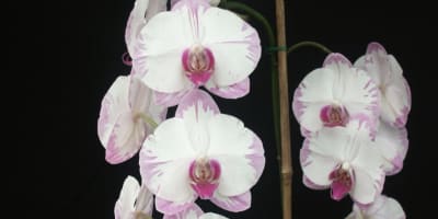 Le Paradis des Orchidées - Phaleenopsis