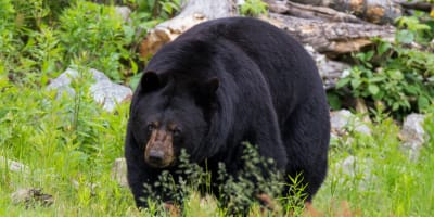 Un ours dans le Parc Oméga