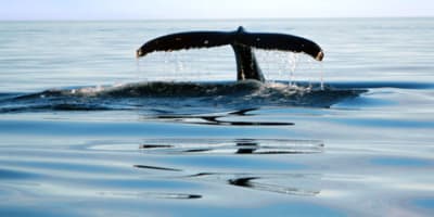alliance_eco_baleine_1