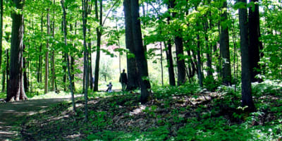 arboretum_morgan_1