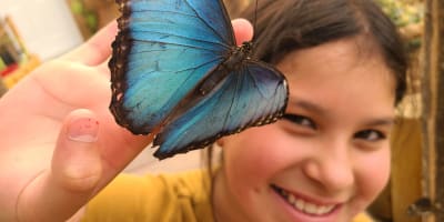 attraction_bfly_quebec_1