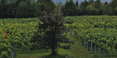 Au Vignoble d'Orford