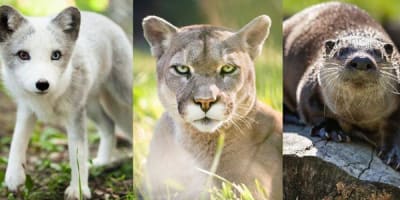 bioparc_de_la_gaspesie_1