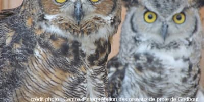 centre_dinterpretation_des_oiseaux_de_proie_de_godbout_1