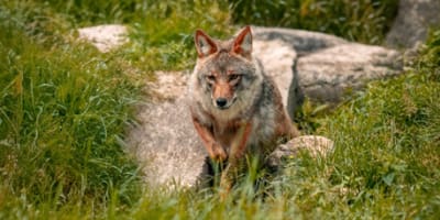 centre_dobservation_de_la_faune_et_dinterpretation_de_lagriculture_de_falardeau_1