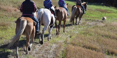 centre_equestre_aurelie_piche_1
