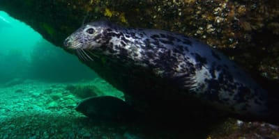 club_nautique_de_perce_1