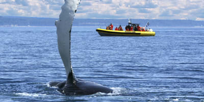 croisieres_aml_charlevoix_1
