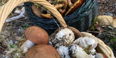 decouvrez_les_champignons_forestiers_du_bas_saint_laurent_1