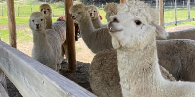 domaine_alpagas_essencia_1