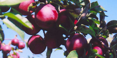domaine_leduc_piedimonte_1