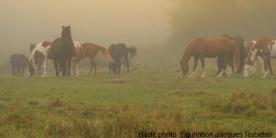 equitation_jacques_robidas_1