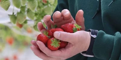 exlplora_fruits_1