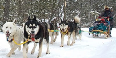 expedition_wolf_inc_1