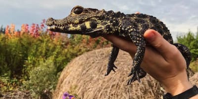 ferme_des_reptiles_exotarium_1
