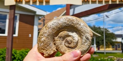 fossilarium_1