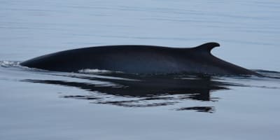groupe_de_recherche_et_deducation_sur_les_mammiferes_marins_gremm_1