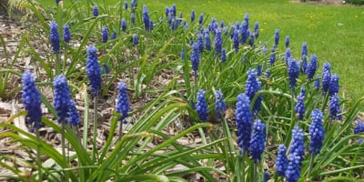 jardins_moore_gardens_1
