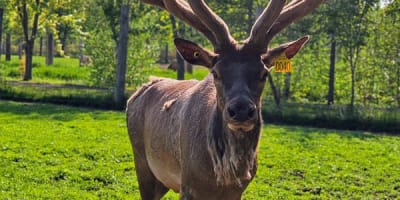 la_vallee_du_wapiti_1