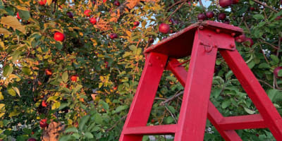 labonte_de_la_pomme_1