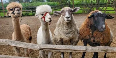 larche_de_zoe_mini_ferme_educative_1