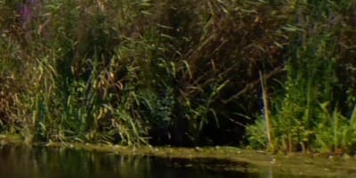 les_amis_de_la_reserve_nationale_de_faune_du_lac_saint_francois_2
