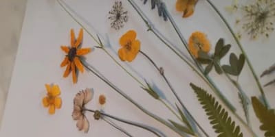 les_cantons_fleuris_1