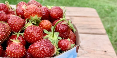 les_fraises_louis_hebert_1