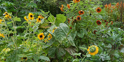 les_jardins_du_grand_portage_1