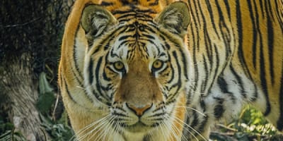 miller_zoo_1