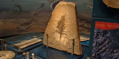 musee_dhistoire_naturelle_du_parc_national_de_miguasha_1