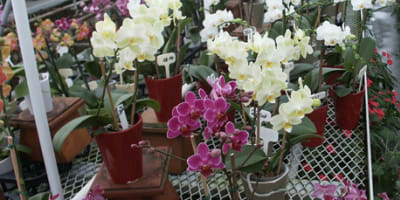 paradis_des_orchidees_1