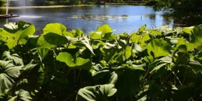 parc_du_domaine_howard_et_jardins_des_serres_municipales_carl_camirand_1