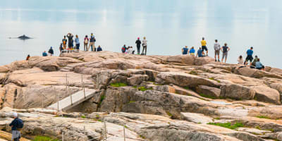 parc_marin_du_saguenaysaint_laurent_1