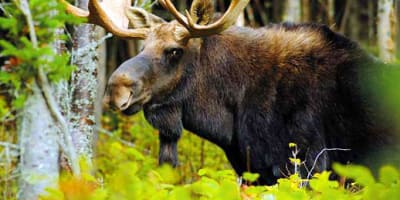 parc_national_daiguebelle_1