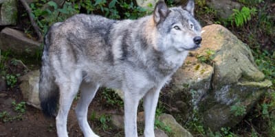 parc_omega_1