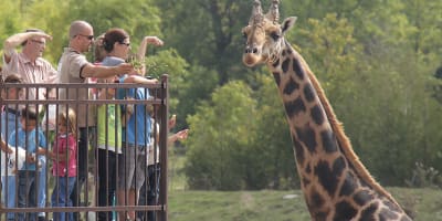 parc_safari_1