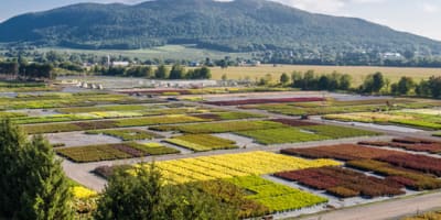 pepiniere_abbotsford_1