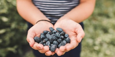 petits_fruits_st_louis_1