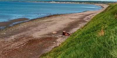 plage_evangeline_1